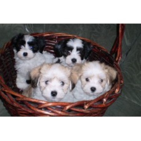 Havanese Breeder 10154