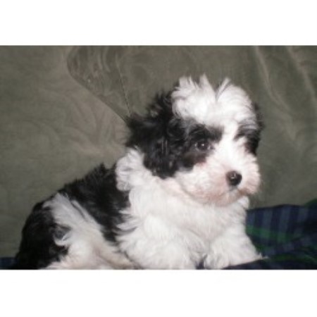 NYC Havanese