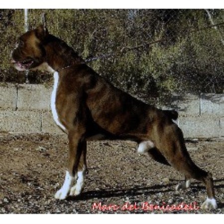 boxer breeders near me boxer breeders near me