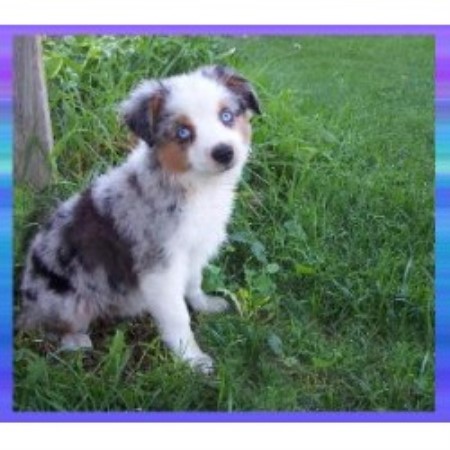 Miniature Australian Shepherd Breeder 10183