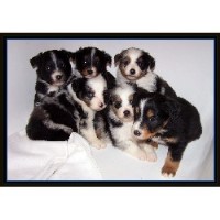 Willowriverfarm Miniature Australian Shepherd breeder