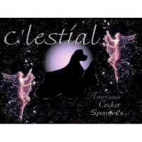C'lestial Cockers American Cocker Spaniel breeder