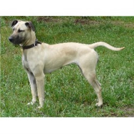 Ridgeback Dog Breeders Ontario Ridgeback Dog Breeders Ontario