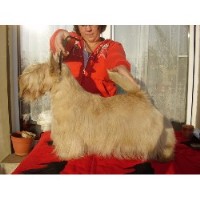 Schultes Scottish Terriers Scottish Terrier breeder