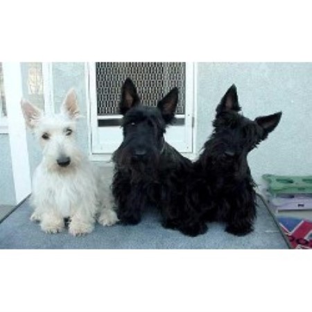 Scottish Terrier Breeder 10289