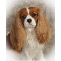 Lilium Cavalier Cavalier King Charles Spaniel breeder