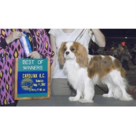 Cavalier King Charles Spaniel Breeder 10290