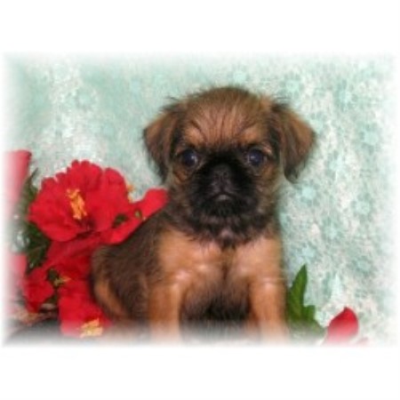 Back Forty Kennel Brussels Griffon Breeder In Terry Mississippi
