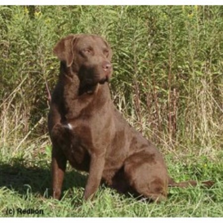 Redlion Chesapeakes Chesapeake Bay Retriever Breeder In Vincentown New Jersey