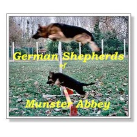 German Shepherd Dog Breeder 10458