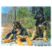 German Shepherds of Munster Abbey German Shepherd Dog breeder