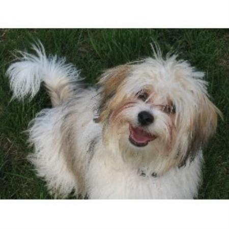 Havanese Breeder 10467