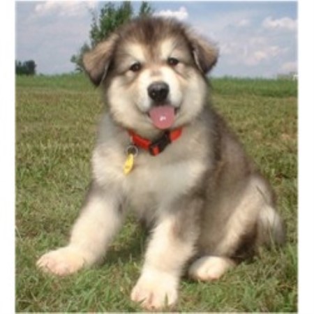 Hudson's Malamutes, Alaskan Malamute Breeder in Baxter ...