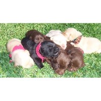 McCroan's Pups Labrador Retriever for breeder