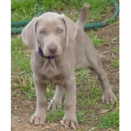 Hanson Weimaraners