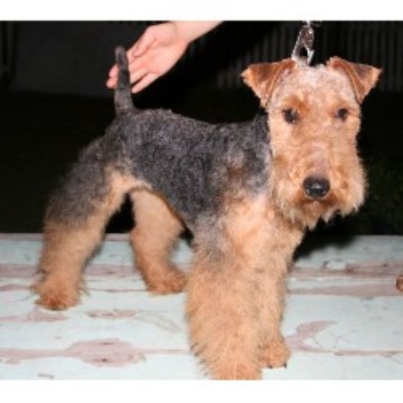 Welsh Terrier Breeder 10560