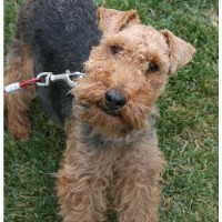 Welsh Terrier thumbnail