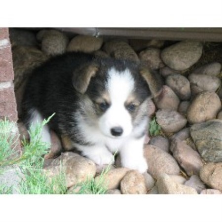 corgi nebraska breeder pembroke welsh tailwind corgis