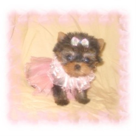 free puppies abilene tx tiny yorkies terrier breeder in abilene free puppies abilene tx tiny yorkies terrier breeder in abilene