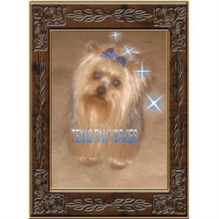 yorkie puppies abilene tx tiny yorkies terrier breeder in abilene yorkie puppies abilene tx tiny yorkies terrier breeder in abilene