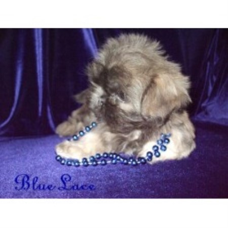 shih tzu nyc hill top shih tzus shih tzu breeder in wellsville new york shih tzu nyc hill top shih tzus shih tzu breeder in wellsville new york