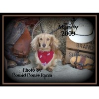 Hound House Farm Dachshund breeder