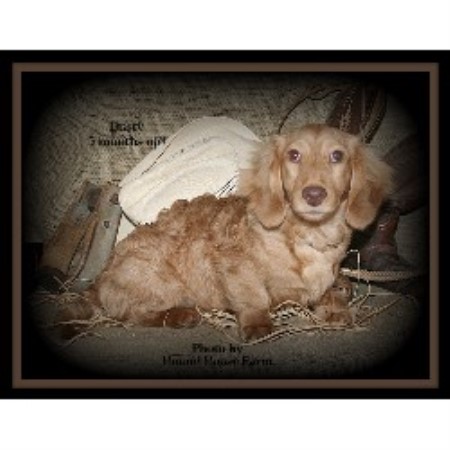 Dachshund Breeder 10623