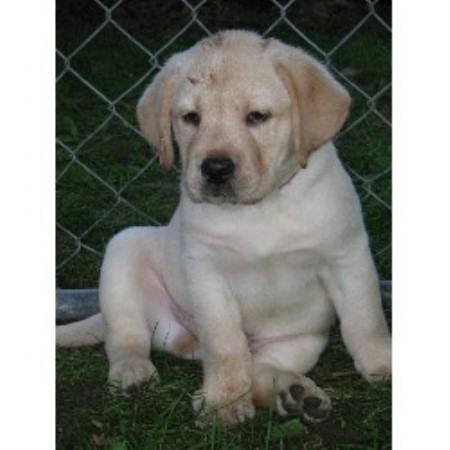 54 Best Photos English Yellow Lab Puppies For Sale Near Me / Silver Labrador Retriever: Shiny New Among Dog Breeds ...