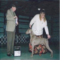 Tamarack Weimaraner breeder