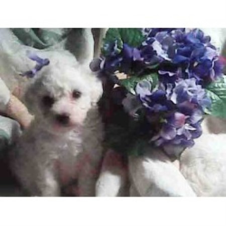 Bichon Frise Breeder 10667