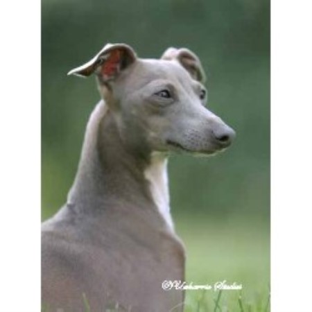 Uwharrie Italian Greyhound Breeder In Troy North Carolina Italian Greyhound Breeder
