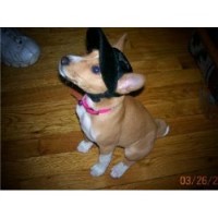 Basenji thumbnail