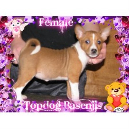 Basenji Breeder 10709