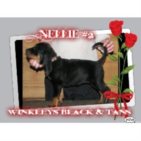 Black And Tan Coonhound Breeder 10710