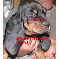 Black And Tan Coonhound thumbnail