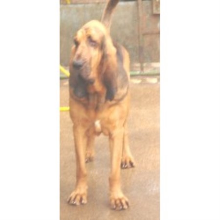 Bloodhound Breeder 10711