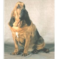 Trackers Choice Bloodhound breeder
