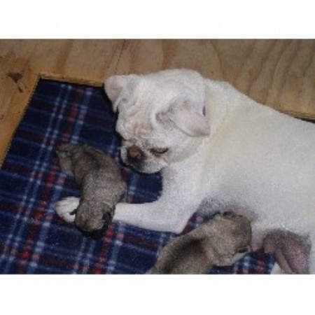 california pug breeders tami pug breeder in woodland california california pug breeders tami pug breeder in woodland california