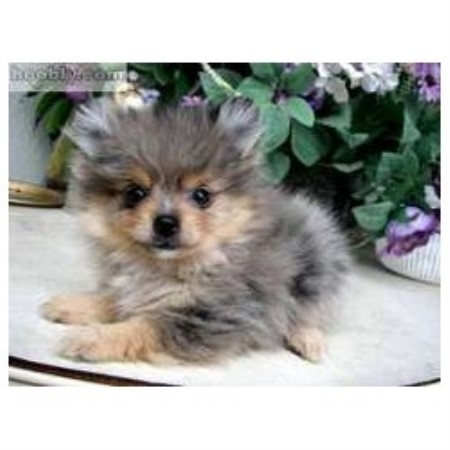 pomeranian rescue orlando irena s pomeranians pomeranian breeder in orlando florida pomeranian rescue orlando irena s pomeranians pomeranian breeder in orlando florida