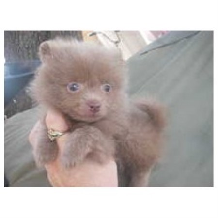 pomeranian rescue orlando irena s pomeranians pomeranian breeder in orlando florida pomeranian rescue orlando irena s pomeranians pomeranian breeder in orlando florida