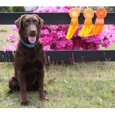 labrador breeder retriever dog