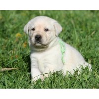 Cedar Creek Retrievers Llc Labrador Retriever breeder