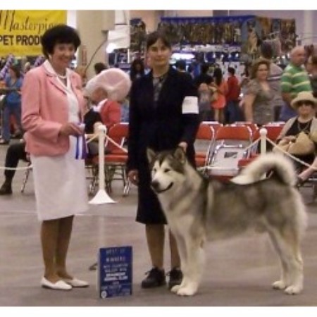 Alaskan Malamute Breeder 10826