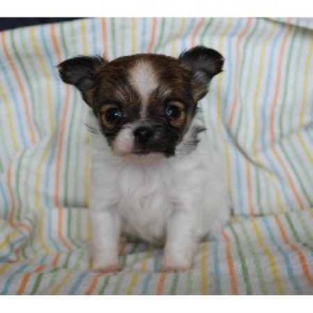 Samson Chihuahuas, Chihuahua Breeder in Mossleigh, Alberta