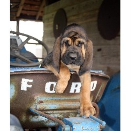 Boerner's Bloodhounds