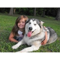 Brown's Big Babies Alaskan Malamute breeder