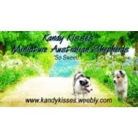 Kandy Kisses Miniatures Miniature Australian Shepherd breeder