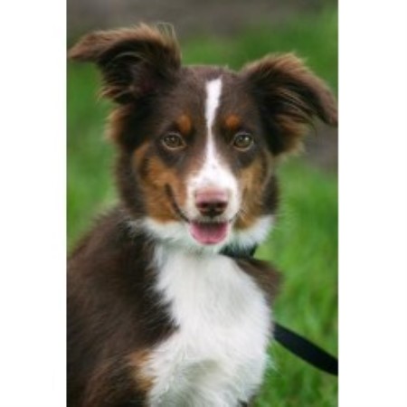 Miniature Australian Shepherd Breeder 10947