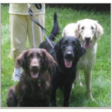 white flat coated retriever