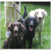 Chatham Hill Dogs Flat Coated Retriever breeder